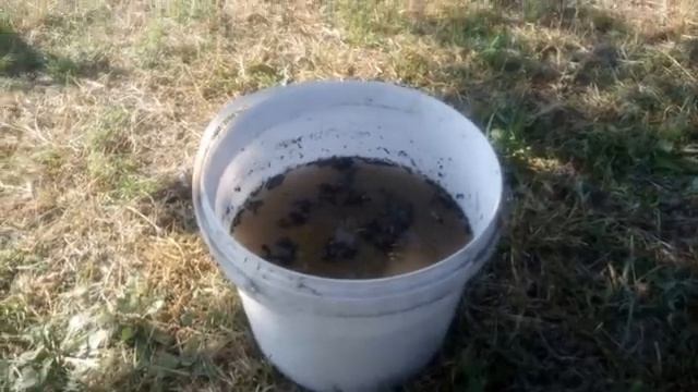 Удобрение винограда пеплом, ОДИН СЕКРЕТ СМОТРЕТЬ ВСЕМ!!! Как я делаю концентрат калийного удобрения смотреть онлайн