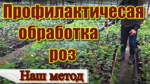 Как мы делаем профилактическую обработку роз