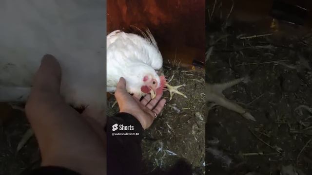 шею защемило у броля смотреть онлайн