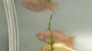 дафния купленная по инету живая якобы Магна и Моина цысты