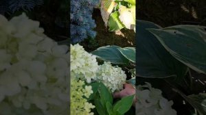 гортензия-карлик Литл Спуки, сентябрь, Северо-запад