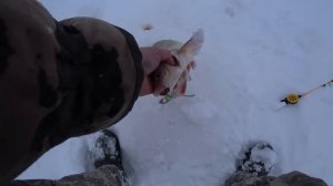 Ловля язя зимой на удочку. Река Обь.