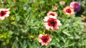 Лапчатка непальская Мисс Вилмот