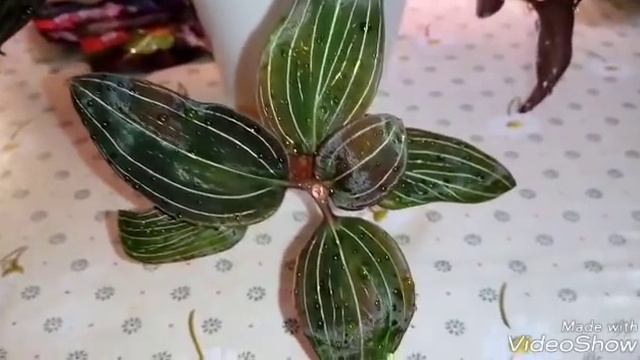 Драгоценная Орхидея Лудизия Пересадка смотреть онлайн