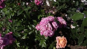 Лучшая из лучших - роза Аллевья - НОВИНКА мускусная роза 2019 года. Rosa Allevia
