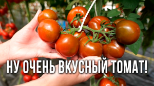 Очень вкусный томат для выращивания в теплице. Лучший томат для консервации и засолки.