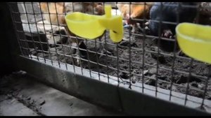 микрочашечные поилки для перепелов