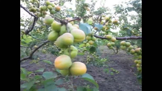 Самый ранний сорт абрикоса в нашем саду.