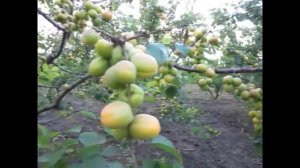 Самый ранний сорт абрикоса в нашем саду.