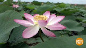 Кубанские лотосы. Доброе утро. Фрагмент выпуска от 21.07.2023