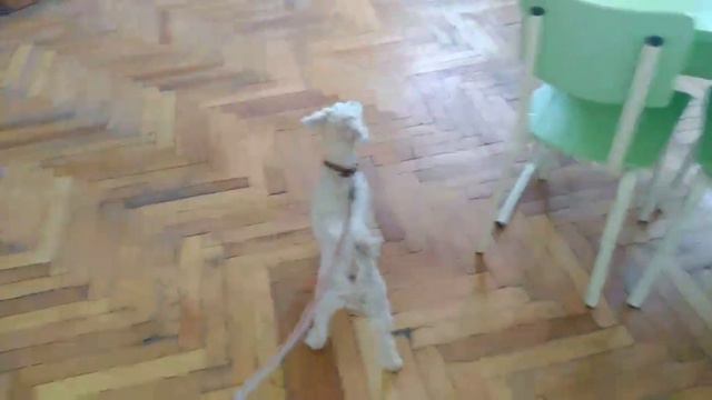 Максик в школе😛🤓!!!какое странное место🙄😮!!!реакция Максика😂😍.Пудель Макс Приколы❤ смотреть онлайн