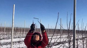 Формировка молодых деревьев в ООО "Агрофирма"СадМашСервис" (Расширенная версия)