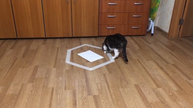 Способ поймать кошку )) смотреть онлайн