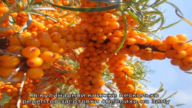 Записи с тегом 'облепиха' смотреть онлайн