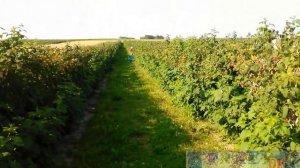 В Польше   Собираем летнюю малину - In Poland Putting summer raspberries