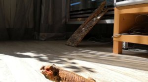 Кормление бородатых агам мадагаскарскими тараканами