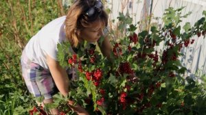 Чем я поливаю чёрную и красную смородину для хорошего урожая народный рецепт подкормки крахмал