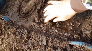 Поздняя осенняя посадка земляники усами/Экспериментальная посадка клубники/[Сажаю землянику садовую