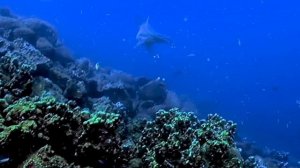 АКУЛА-МОЛОТ - ИНТЕРЕСНЫЕ ФАКТЫ О ЖИВОТНЫХ