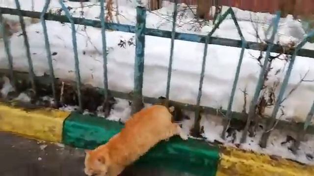 Коты орут,весна пришла) смотреть онлайн