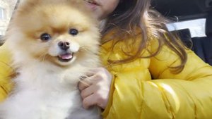 НАШ ШПИЦ ЛЫСЕЕТ? Гуляем с собачкой Бу в парке