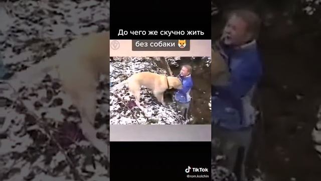 До чего же скучно жить без собаки😔😔 смотреть онлайн