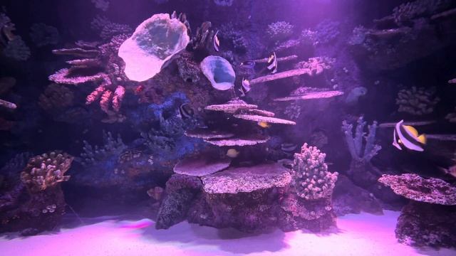 1-Hour Aquarium instrumental, meditation, relaxation, visual healing, stress relief, Zen, watersoun смотреть онлайн