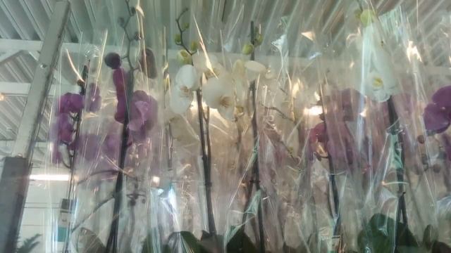 Цветочный рынок,цветочные магазины,орхидеи разные цветы.голубые орхидеи. смотреть онлайн