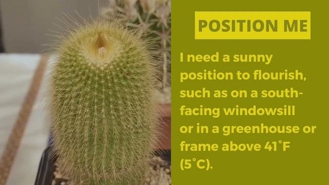 Cacti Plant Profiles: Parodia Leninghausii, Yellow Tower Cactus Or Golden Ball Cactus Care