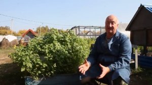 Полезная осенняя трава для кур несушек. Своими руками.