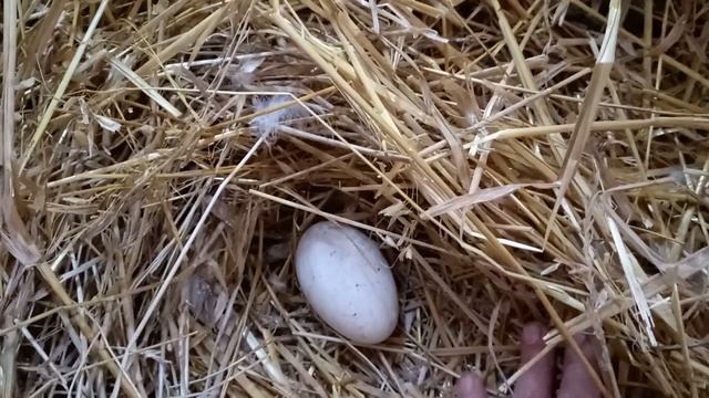 Первое гусиное яйцо.?