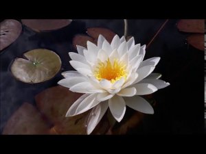 Нимфея Saraswathy / Sarasvati (Сарасвати) кувшинка, waterlily, водные растения, пруд