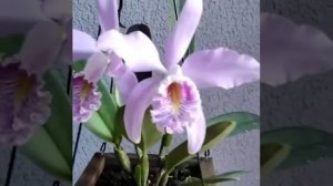 CATTLEYA MAXIMA ALICIAE