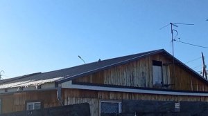 Турецкая такла. Тюмень.