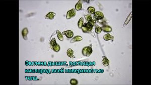 Уроки зоологии. Эвглена зелёная. Урок 1. Под современную музыку