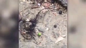 'Alien life form' Strange Creature found on rocks in Hsinchu, Taiwan