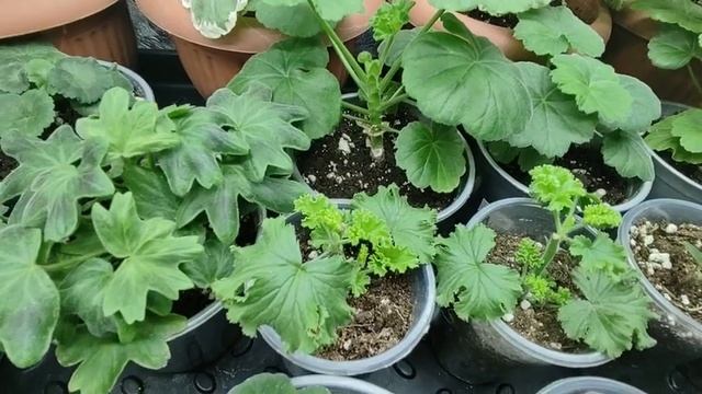 Выращивание пеларгонии по новому.Эксперимент Пеларгонии из черенка.Чем удобряю?Как формирую кустик.