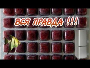 ВСЯ ПРАВДА О ЗАМОРОЖЕННОМ КОРМЕ ДЛЯ АКВАРИУМНЫХ РЫБОК