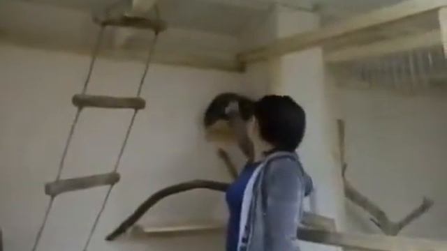 Хочу енота 8(965)380-13-11 смотреть онлайн