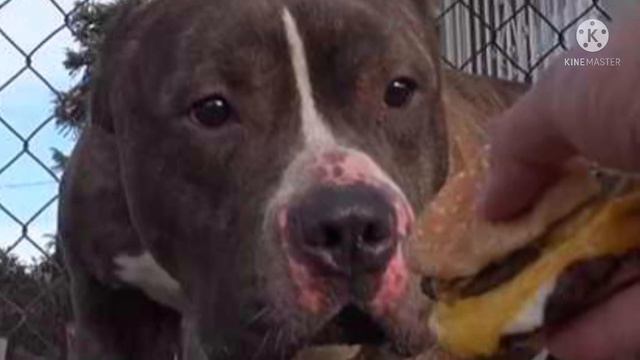 Питбуля выбросили хозяева, он сидел у мусорки, а дети бросали в него камни смотреть онлайн