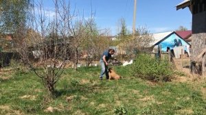 Как приучить щенка к поводку и ринговке - Памятка, часть пятая