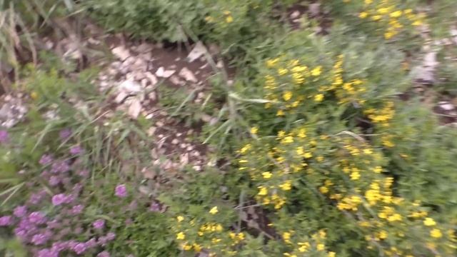 Пора собирать чабрец в Новороссийске май 2019 смотреть онлайн