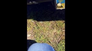 Удаление ржавчины Кока-Колой .Правда или ложь?