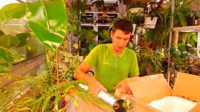 Упаковка растений для отправки осенью/ Теплая упаковка смотреть онлайн