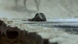 Долина цветов Мистический худ  фильм Франция, Германия, Индия, Япония широкофо