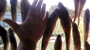 #Ловим Бердянского БЫЧКА... #сушимсолимбычка