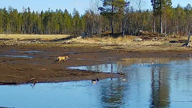 Лисица и утки. Фотоловушка Лапландского заповедника смотреть онлайн