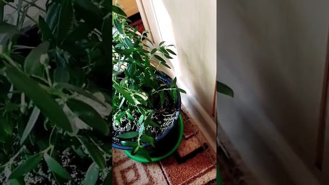 МИРТ🌱 ЗАЦВЕЛ 🤗#мирт смотреть онлайн