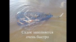 Нижняя Ципа 2019