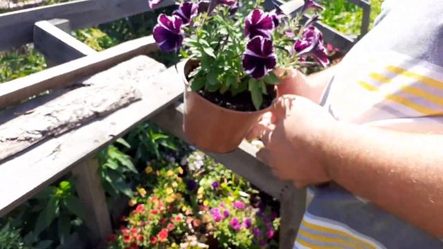 Калибрахоа чудо цветочек. смотреть онлайн